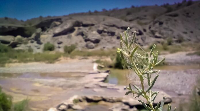 San Juan | En San Juan se bebía el agua medicinal “El Salado”