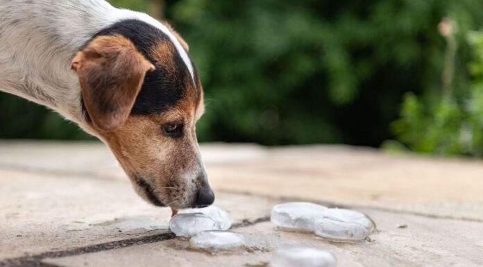 Las multas que se deberán pagar en Godoy Cruz por dejar a perros y gatos sueltos en la calle