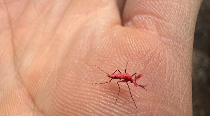Mosquitos rojos flúor contra el dengue: cómo funcionan y qué hacer si encontramos uno
