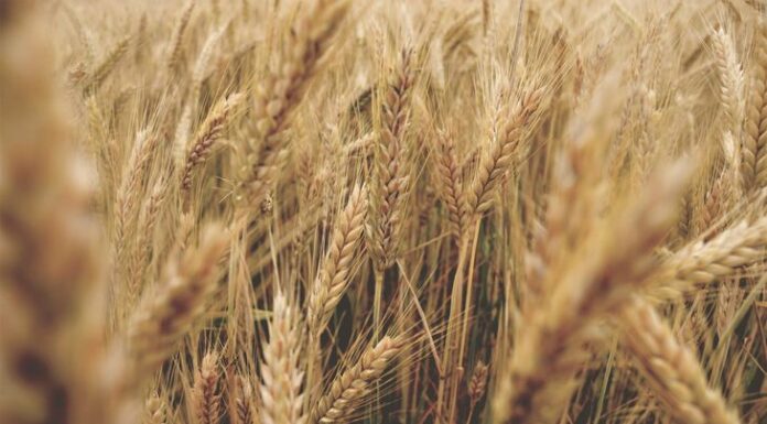 Por falta de lluvias, cayó la estimación de la cosecha de trigo