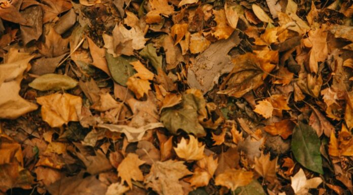 A qué hora es oficialmente otoño en Argentina